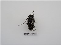 藏品(馬庫白星天牛)的圖片